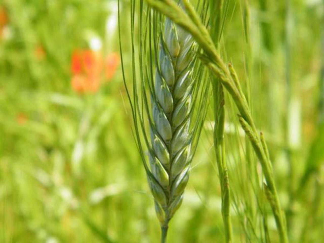 Montefollonico B&B Il Glicine מראה חיצוני תמונה